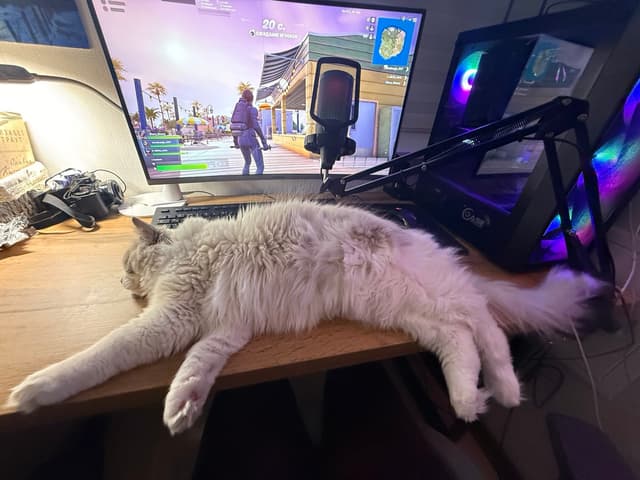 Селин за компьютером