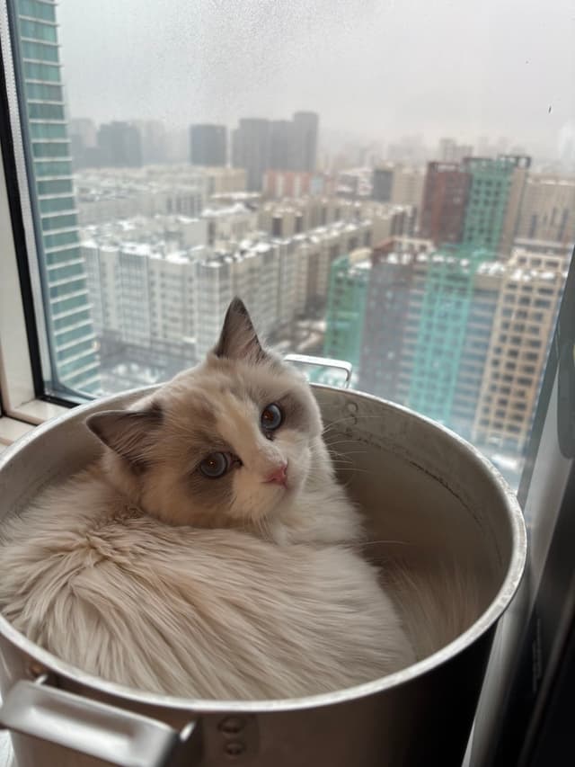 Селин в кастрюле