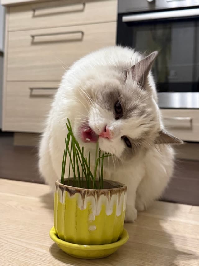 Селин ест травку