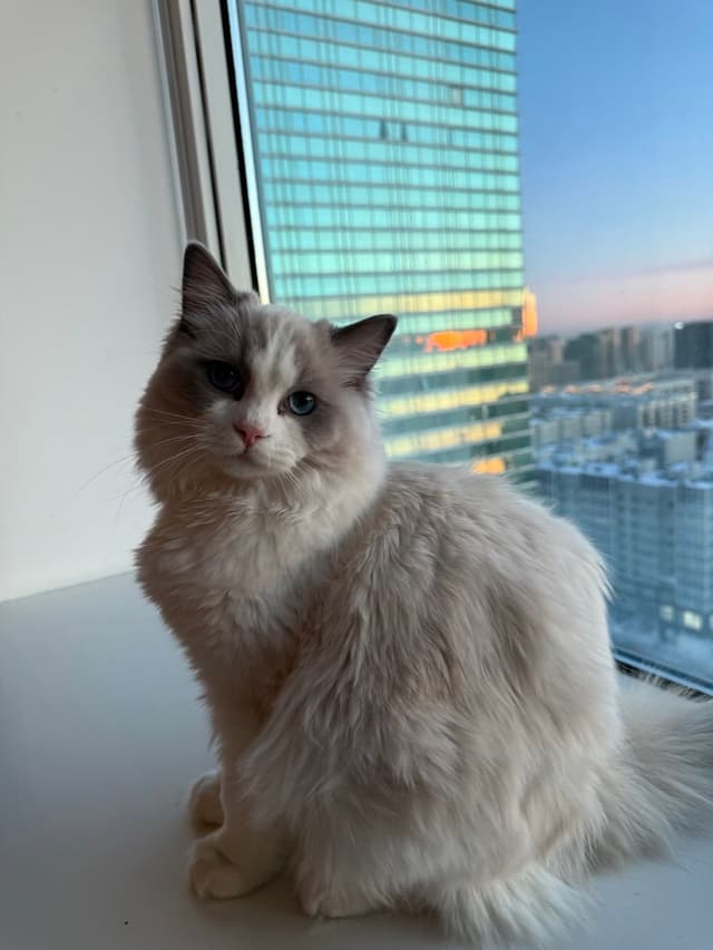 Селин — кошка породы Рэгдолл